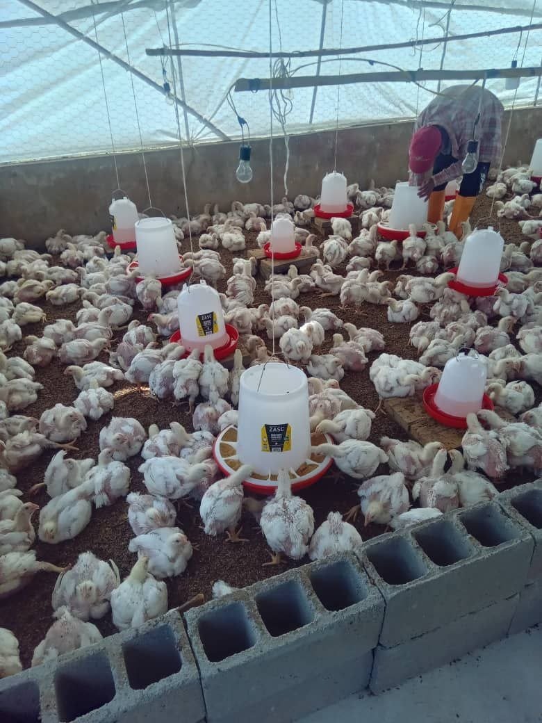 cfg_monagas's tweet photo. En el municipio Acosta del estado Monagas, la puesta en marcha de la Granja Avícola La Ceiba permite consolidar la producción de pollo de engorde en el territorio, garantizando el acceso directo a proteína para las familias de la zona y fortaleciendo la economía comunitaria. https://t.co/khA0Zxba50