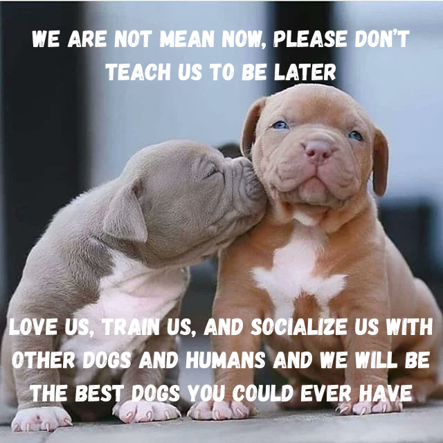 pitbullsad tweet picture