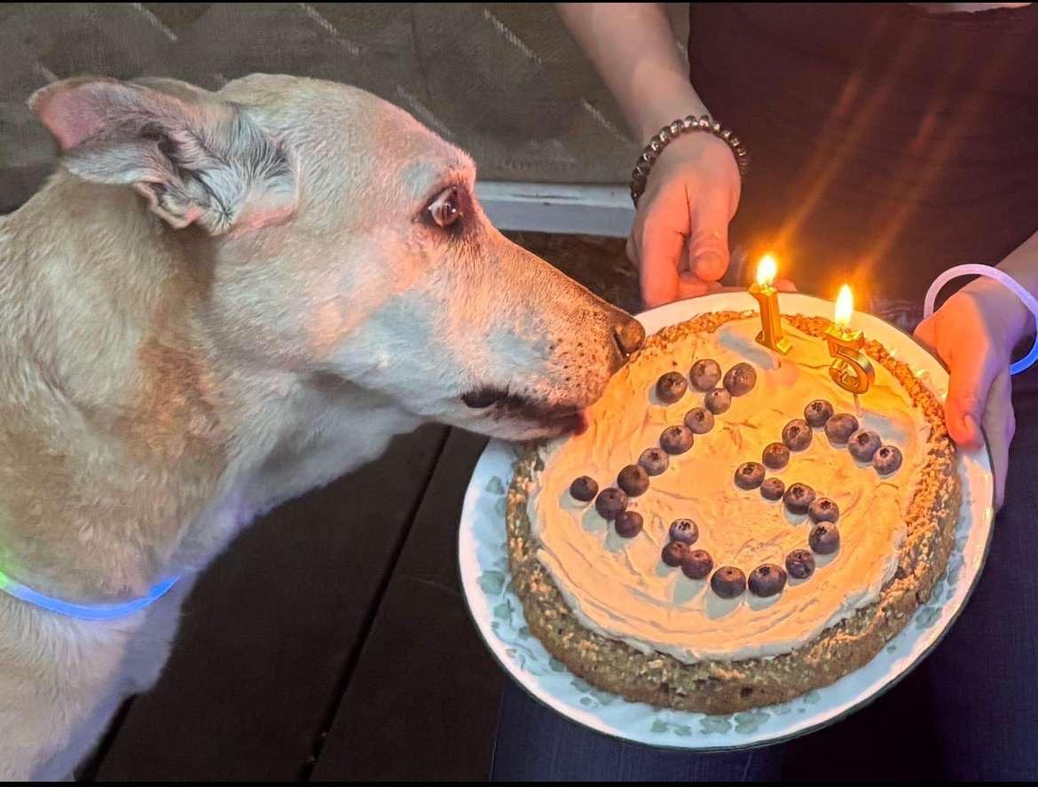 HadaNFT's tweet photo. I recently found out the real #HadaDog has passed away 😭😭😭

Loved that dog ♥️. She will be missed.

Fortunately she has been immortilised in #NFT form.

Long live Hada 

2009 - 2026 https://t.co/2W7drUlGWW
