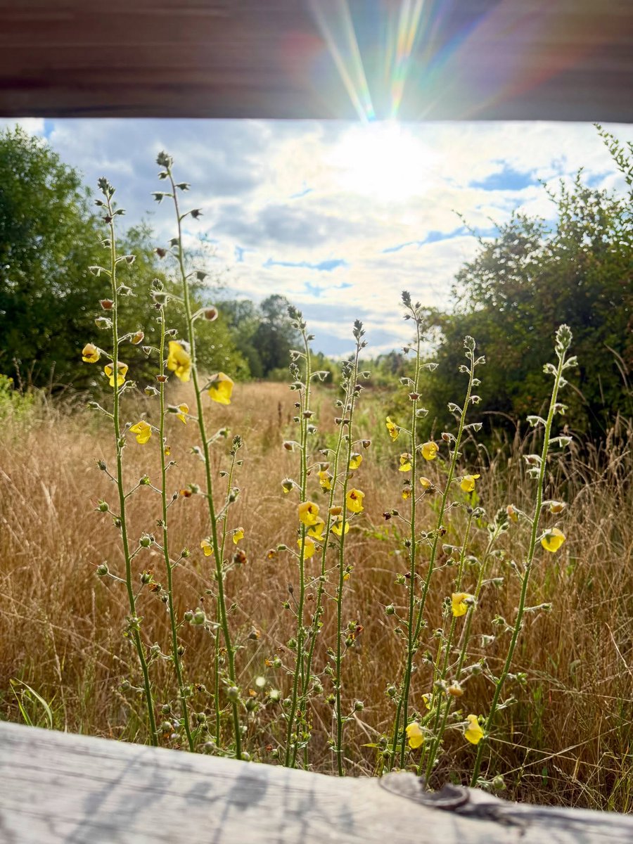 RoccoMaroudas's tweet photo. Mullein, Thistle, &amp; Teasel https://t.co/a37Vc6PJOP
