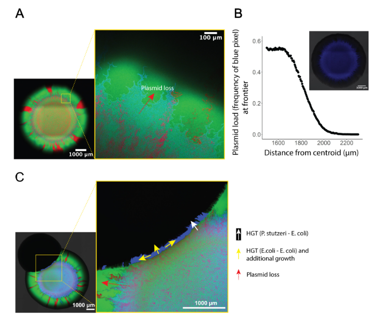 ASMicrobiology's tweet photo. Plasmid transfer among bacteria is an important driver of the spread of antibiotic resistance. In #mSystems, researchers show that physical collisions between growing colonies enable the spread of plasmids carrying antibiotic resistance genes. https://t.co/zmyZtAlIEI https://t.co/HWYKTGITrp