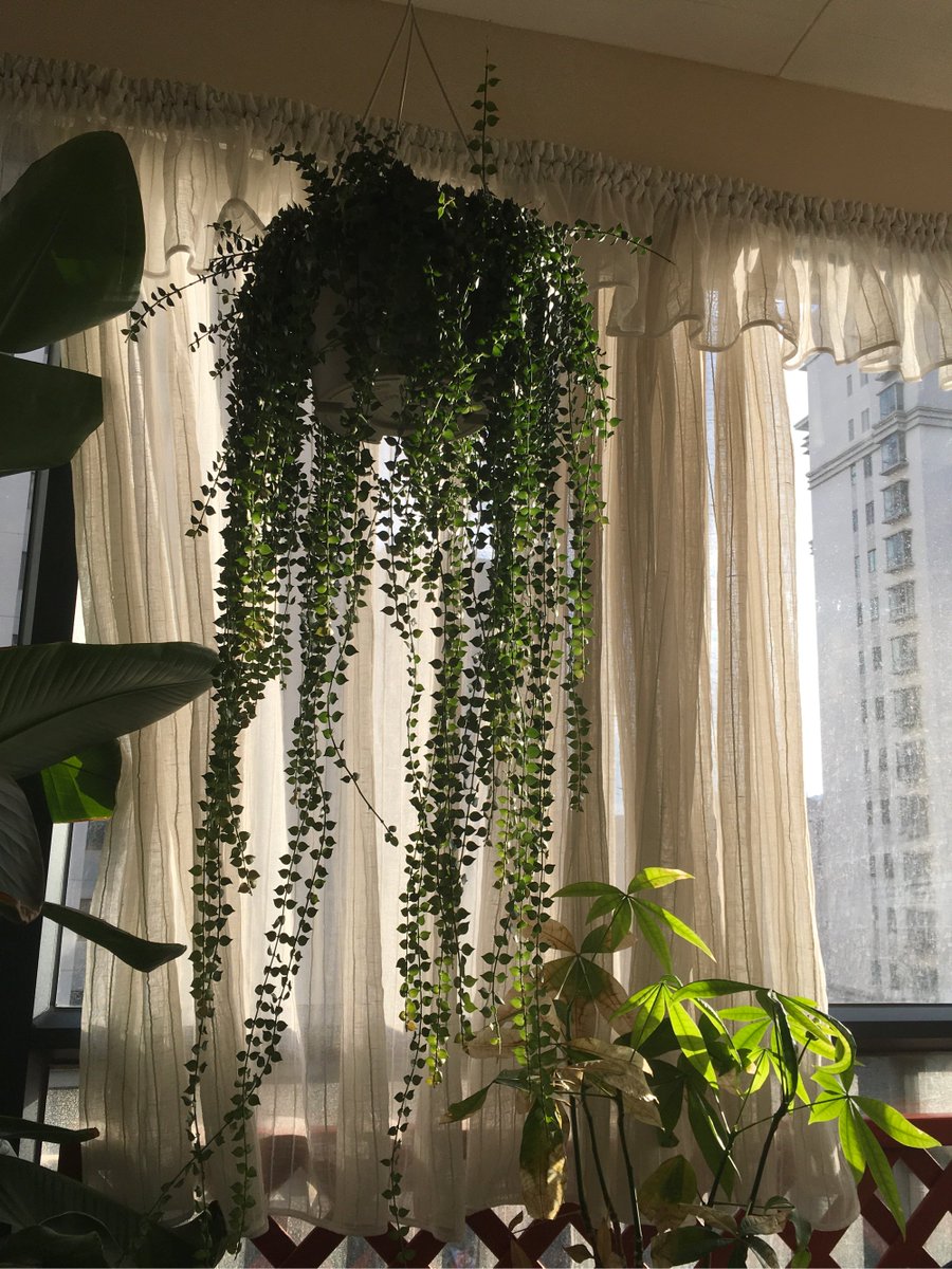 adilh851985's tweet photo. Just made a cute macramé plant hanger with old cotton rope! Saved money and added a cozy touch to my balcony  #DIYCraft https://t.co/DHZaIW3Y8F