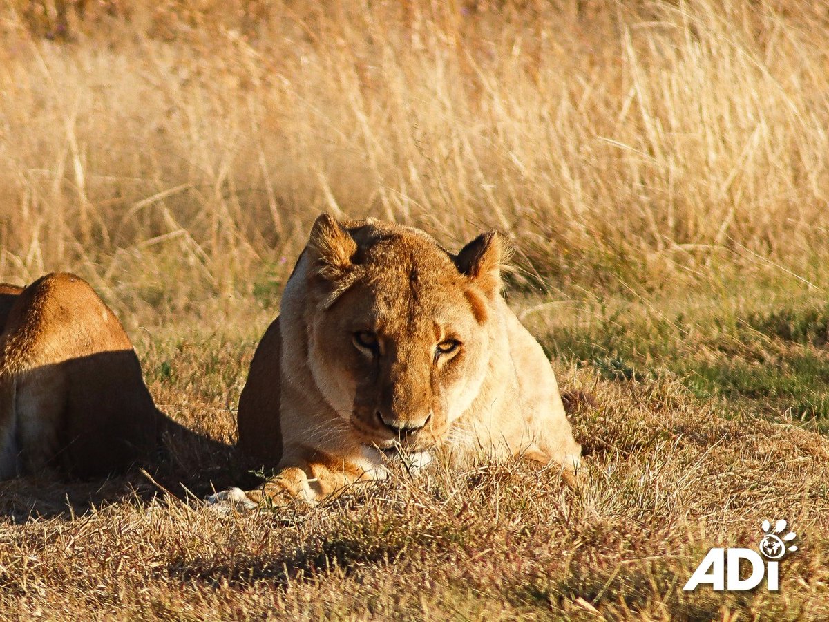 AnimalDefenders's tweet photo. Africa was rescued in Peru after a ban on wild animals in #circuses. She has been in #ADI care for over 11 years. That cage must be a distant memory as she patrols her #African habitat. Support her care:
UK: https://t.co/1v5hFLoH9k
US: https://t.co/1u9P6A6vXs
#StopCircusSuffering https://t.co/AAXK5dWexu
