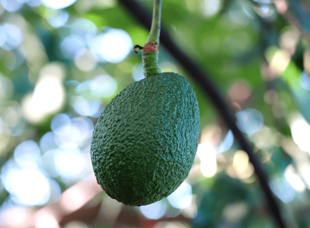 DallasVintd0's tweet photo. Prueba este aguacate maduro y cremoso! Textura perfecta, sabor suave, ideal para tostadas o guacamole. Calidad premium, 10/10 para tus recetas diarias！ https://t.co/fRm3MzEPS5