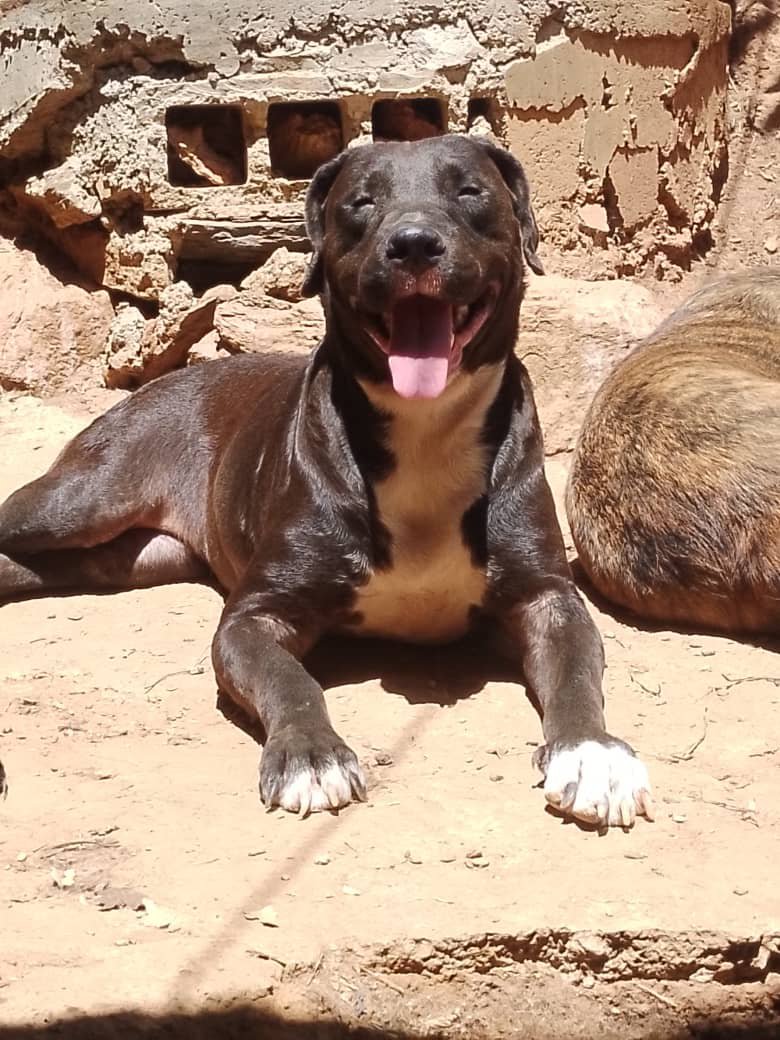 infinitoanimal2's tweet photo. Le buscan  hogar responsable 🙏está operada es hembra muy hermosa 🤗 Más información 04169253543 🔊por favor difundir RT https://t.co/P8Pp3EExAX