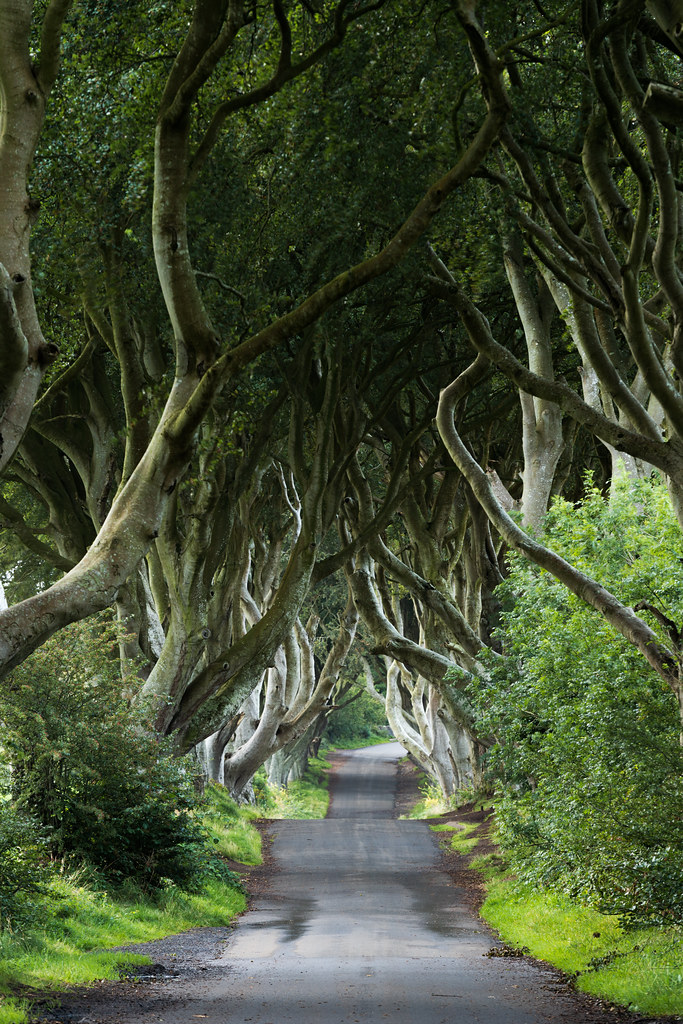 Rincevent_'s tweet photo. Les Dark Hedges, célèbres arbres de la Kingsroad de Game of Thrones, approchent les 250 ans🌳
Tempêtes, Grey Lady, Arya Stark : l’histoire de ce tunnel d’arbres d’Irlande du Nord est presque aussi étonnante que son décor
👉 Article en commentaire
#GameOfThrones #arbre #nature https://t.co/X5IkBiP12h