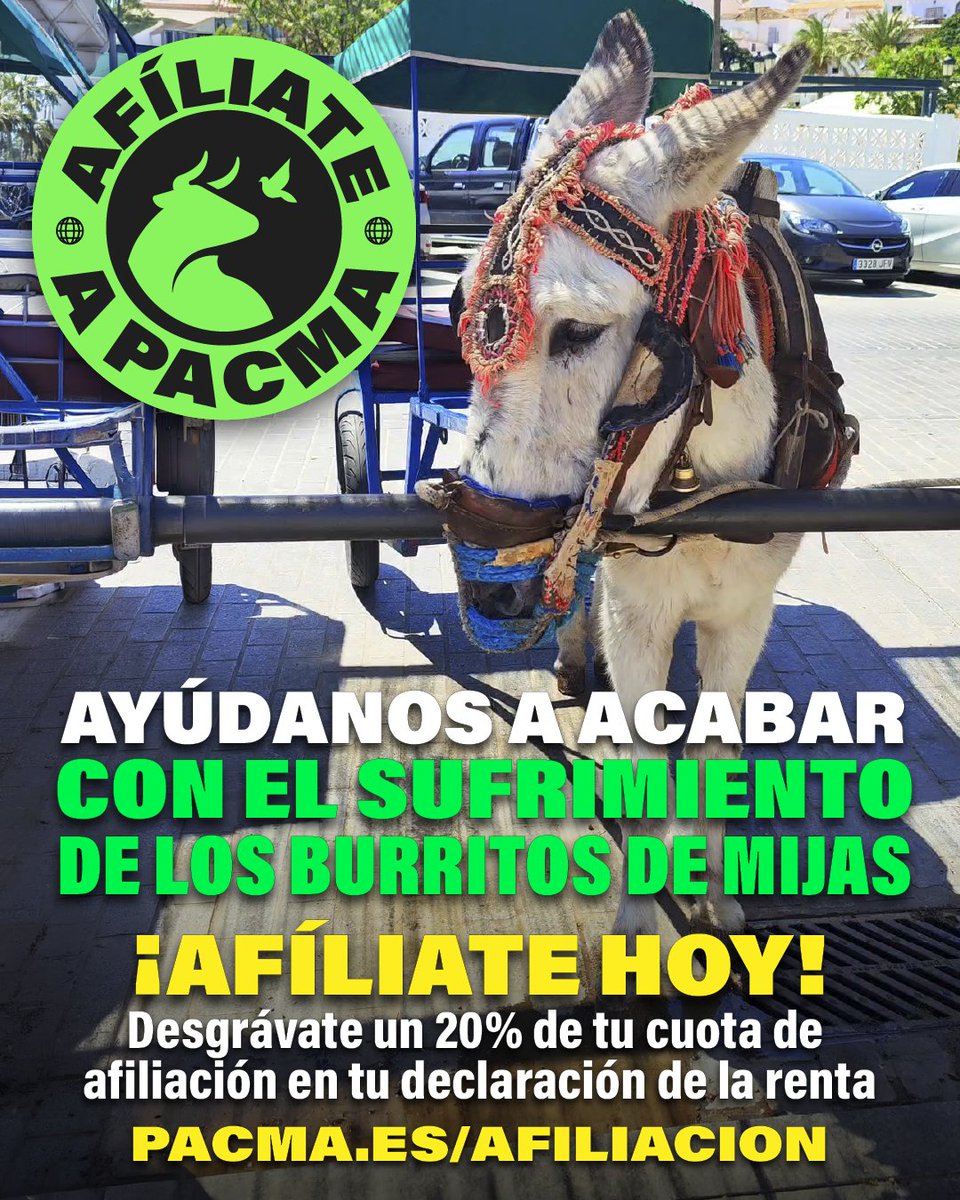 PartidoPACMA's tweet photo. 🫏Ningún burro merece pasarse el día cargando turistas para convertirse en una simple atracción.

🚫Ayúdanos a seguir luchando contra la explotación de los burros de Mijas. No pararemos hasta que estos animales dejen de ser utilizados como reclamo turístico y puedan vivir libres de cargas, estrés y explotación.

💚¡Afíliate y hazlo posible! https://t.co/aLcYS43pdI

#StopBurrosDeMijas #BurrosDeMijas #MaltratoAnimal #ÚneteALaRevoluciónVerde #ÚneteAPACMA