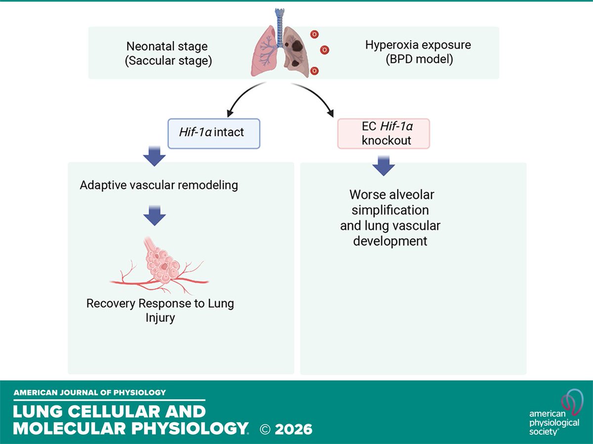 AJPLung's tweet photo. Research Article by HP Chang et al. (@kdocneo) The role of #endothelial HIF-1α in vascular and #alveolar development in a #neonatal murine model of #bronchopulmonarydysplasia
https://t.co/Zb07p5dQQJ https://t.co/YCWl8XjPVM