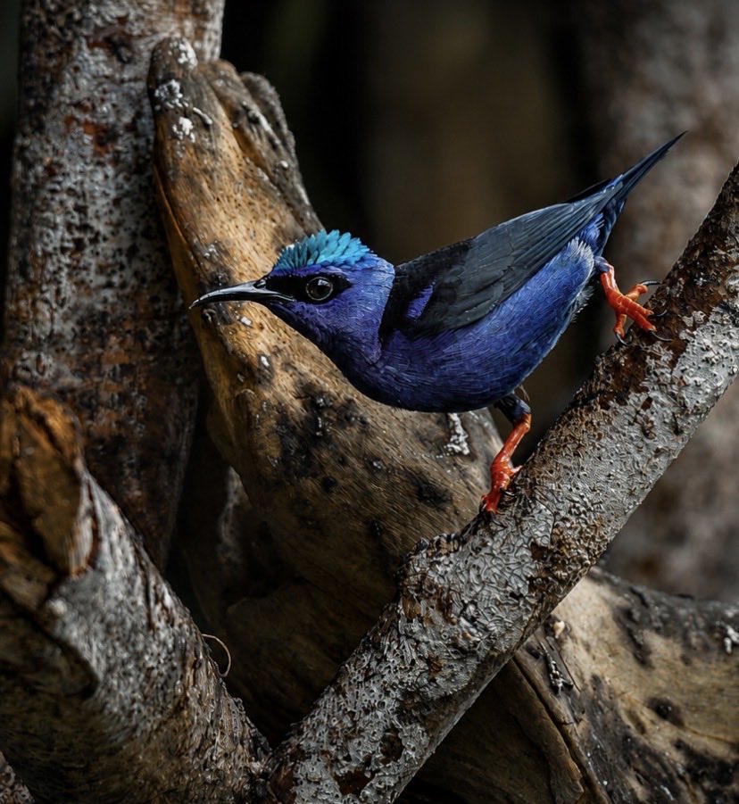 aquevedogil's tweet photo. Entre el rojo , negro el azul y mas azul, Mielero Patirrojo - Red-legged Honeycreeper (Cyanerpes cyaneus) https://t.co/qOv8hPAWwJ