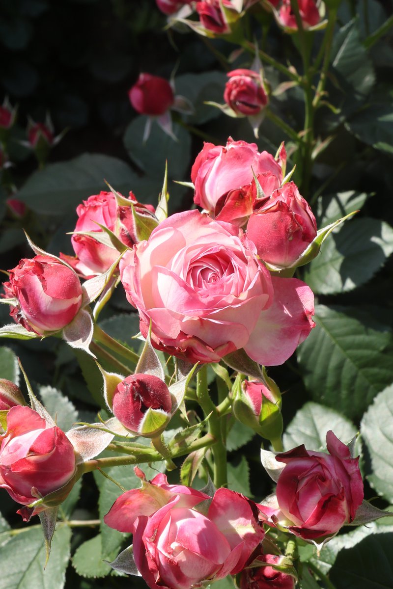gontanokoneroku's tweet photo. Rose 😙

#Photography #Flowers #Rose https://t.co/hCw5PcwUXf