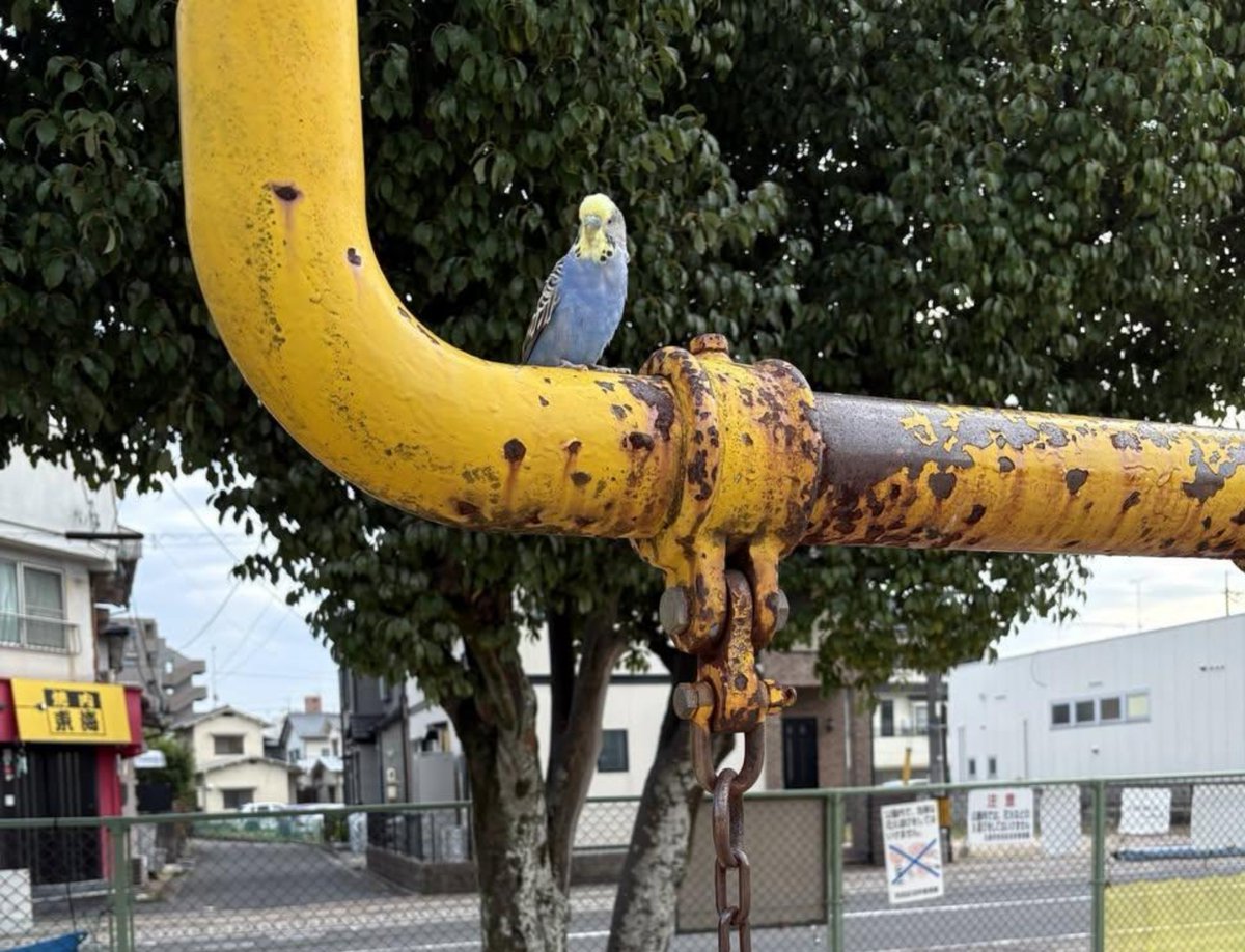 nari0104k's tweet photo. 2026年9月11日
広島県広島市佐伯区五日市レプトン近くの公園にてセキセイインコの目撃情報🦜⸒⸒
他の方が捕まえていた所は確認されているようです。あまり飛べない様子だったとのこと。
#迷子  #迷子鳥  #迷子インコ  #目撃  #保護 ？  #セキセイインコ #広島県
https://t.co/s98VOjf14t https://t.co/FIFmJ2HUwq