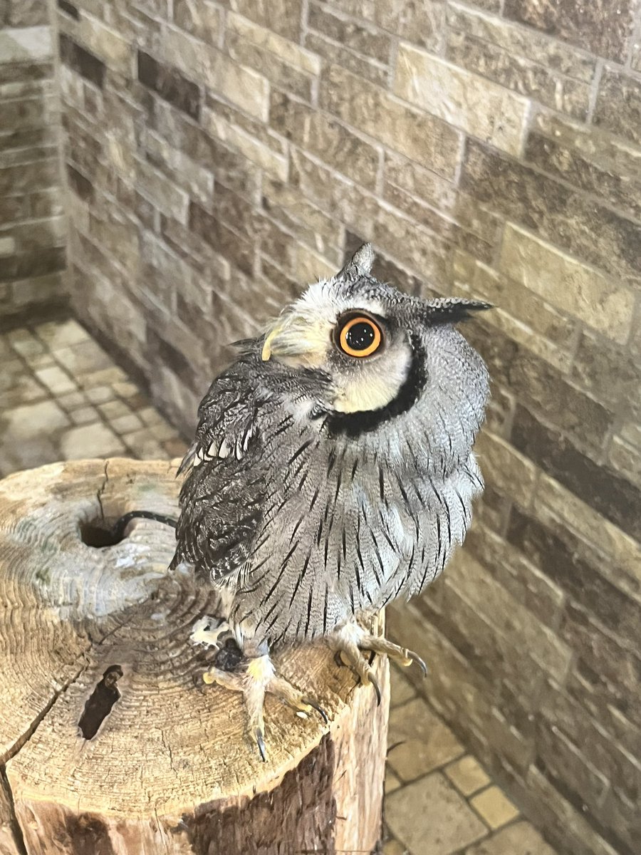 WatanukiWata_'s tweet photo. 鳥さんが好きだ、フクロウさん達の写真 https://t.co/eHq0x4rnWI