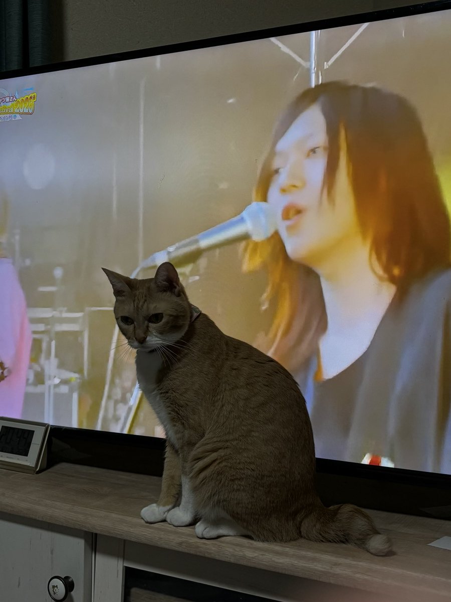 modorubotandayo's tweet photo. 見しゃぶる
猫も一緒に見しゃぶる
 #タンクフェス https://t.co/RDZcJmBPoG