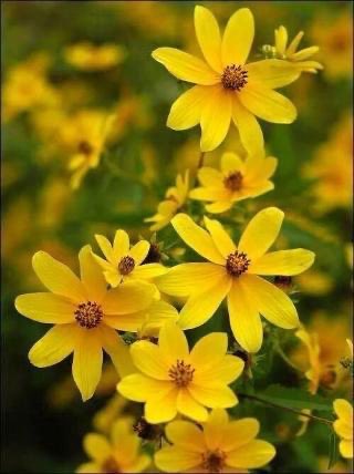 DuchessOfGonder's tweet photo. እንቁጣጣሽ 🌼
Shabbat Shalom !
Shana Tova ! https://t.co/koE5FIbtim