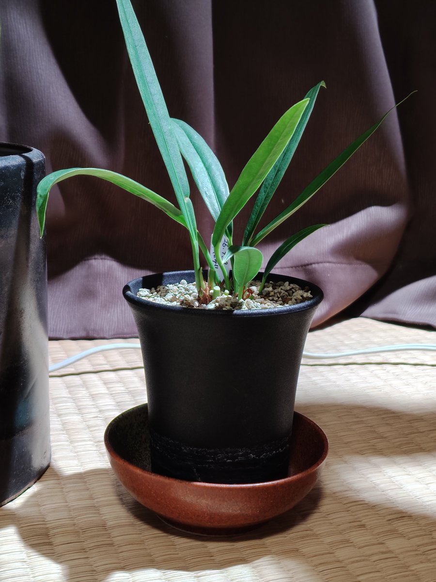 aburana01's tweet photo. これはアンスリウムバーケリー
メルカリで買ったんだけどワラジムシを伴いうちにやってきた
ようこそ https://t.co/9NQ23vo6Vw