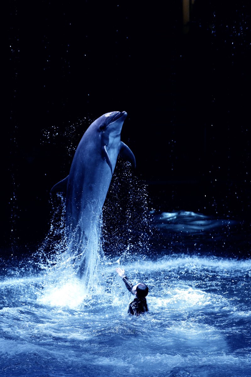 soleicaSL3's tweet photo. 分かっていたことだが
水族館では 70-200の方が打率が良いな
けど解放1.8でISO抑えられるのはありがたい
玉ボケも綺麗だし次はポトレで使いたい

NEXT➡︎ 9月場所の出待ち📸 https://t.co/8rSD4Tdp10
