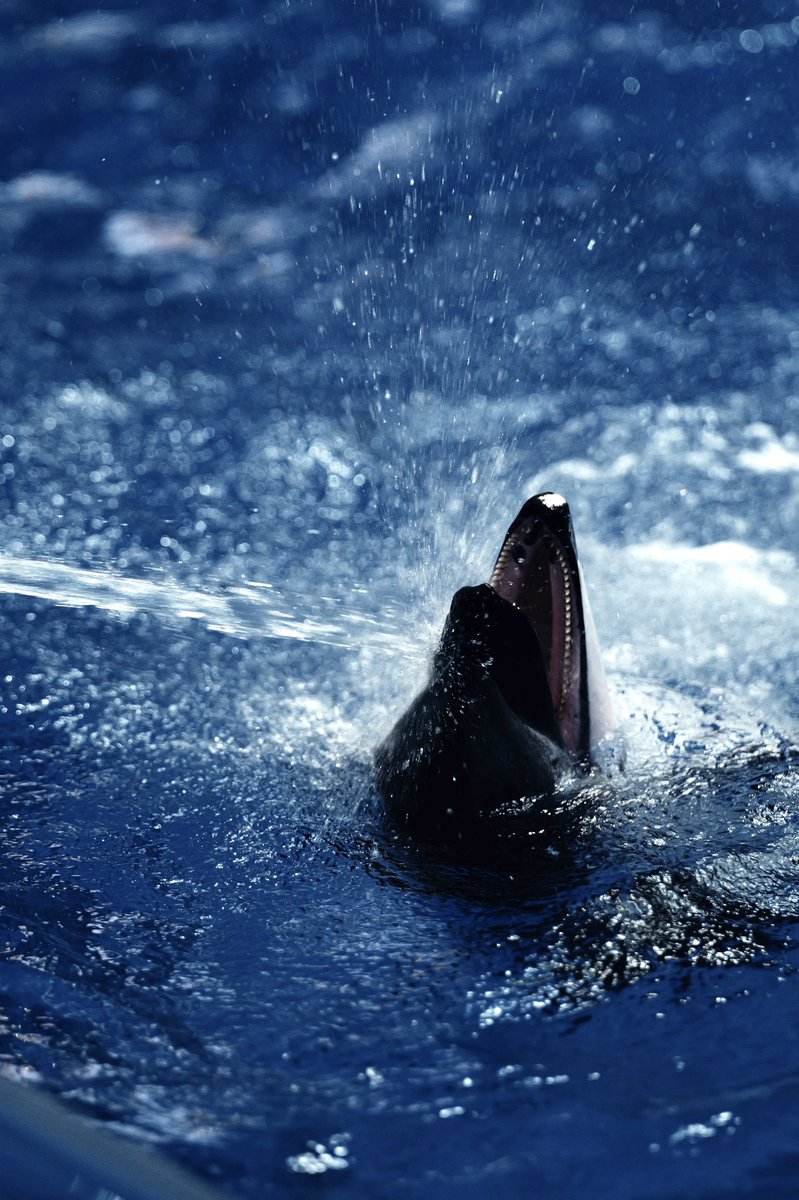 soleicaSL3's tweet photo. 分かっていたことだが
水族館では 70-200の方が打率が良いな
けど解放1.8でISO抑えられるのはありがたい
玉ボケも綺麗だし次はポトレで使いたい

NEXT➡︎ 9月場所の出待ち📸 https://t.co/8rSD4Tdp10