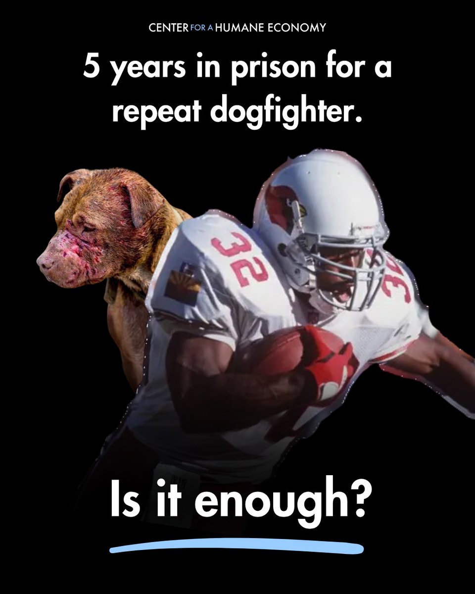 TheHumaneCenter's tweet photo. 190 dogs. Six felony convictions. And this wasn’t his first dogfighting case.

Former NFL player LeShon Johnson has been sentenced to five years in federal prison for operating a large-scale dogfighting and trafficking enterprise in Oklahoma. https://t.co/pRjp84O6Bf