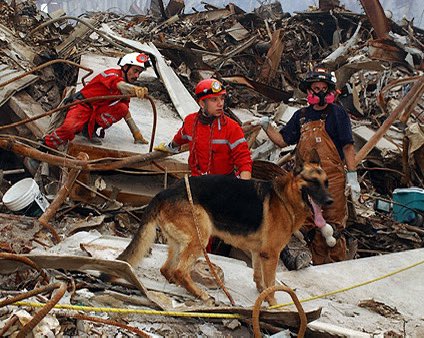 sampson_dog's tweet photo. Today, we remember not only the lives lost and the heroes who ran toward danger, but also the working dogs of 9/11.

They searched through devastation, helped locate survivors and the fallen, and brought comfort in the darkest of moments.

They served beside us. They carried the weight with us. And they, too, are part of the legacy we must never forget.

Never forget. September 11, 2001.