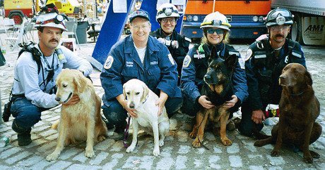 sampson_dog's tweet photo. Today, we remember not only the lives lost and the heroes who ran toward danger, but also the working dogs of 9/11.

They searched through devastation, helped locate survivors and the fallen, and brought comfort in the darkest of moments.

They served beside us. They carried the weight with us. And they, too, are part of the legacy we must never forget.

Never forget. September 11, 2001.