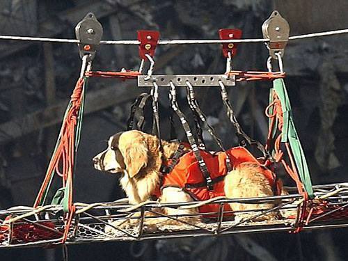 sampson_dog's tweet photo. Today, we remember not only the lives lost and the heroes who ran toward danger, but also the working dogs of 9/11.

They searched through devastation, helped locate survivors and the fallen, and brought comfort in the darkest of moments.

They served beside us. They carried the weight with us. And they, too, are part of the legacy we must never forget.

Never forget. September 11, 2001.