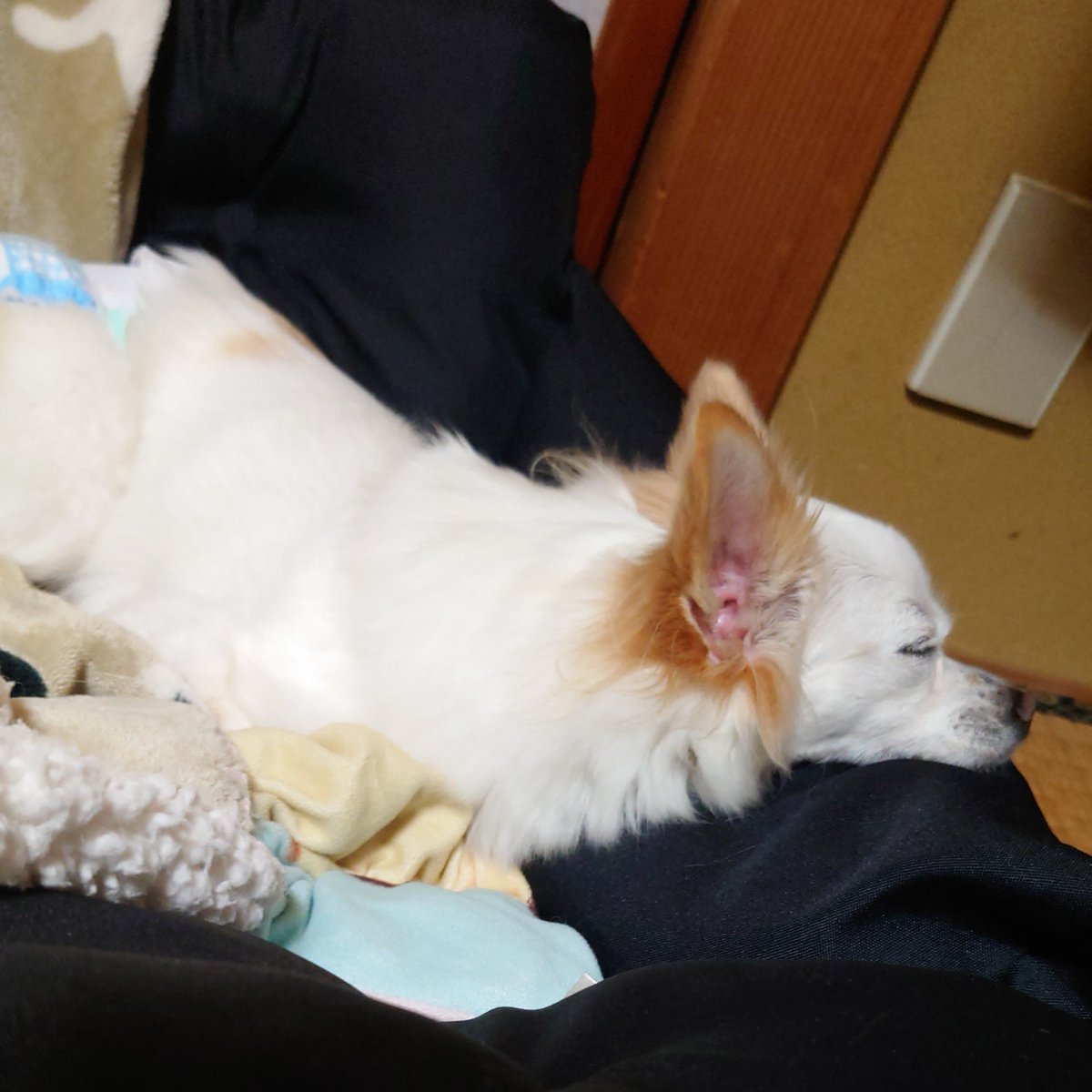 nonoAP_0403's tweet photo. 本日(2026/9/11)のノノさん🐕✨

ママの実家で爆睡ノノちゃん😴
毎日誰かしらが構ってくれるので、疲れるのか夜は寝るのが早い💦
明日はお留守番な予定なので、いい子にしててね✨ https://t.co/t5JA1hlXbT