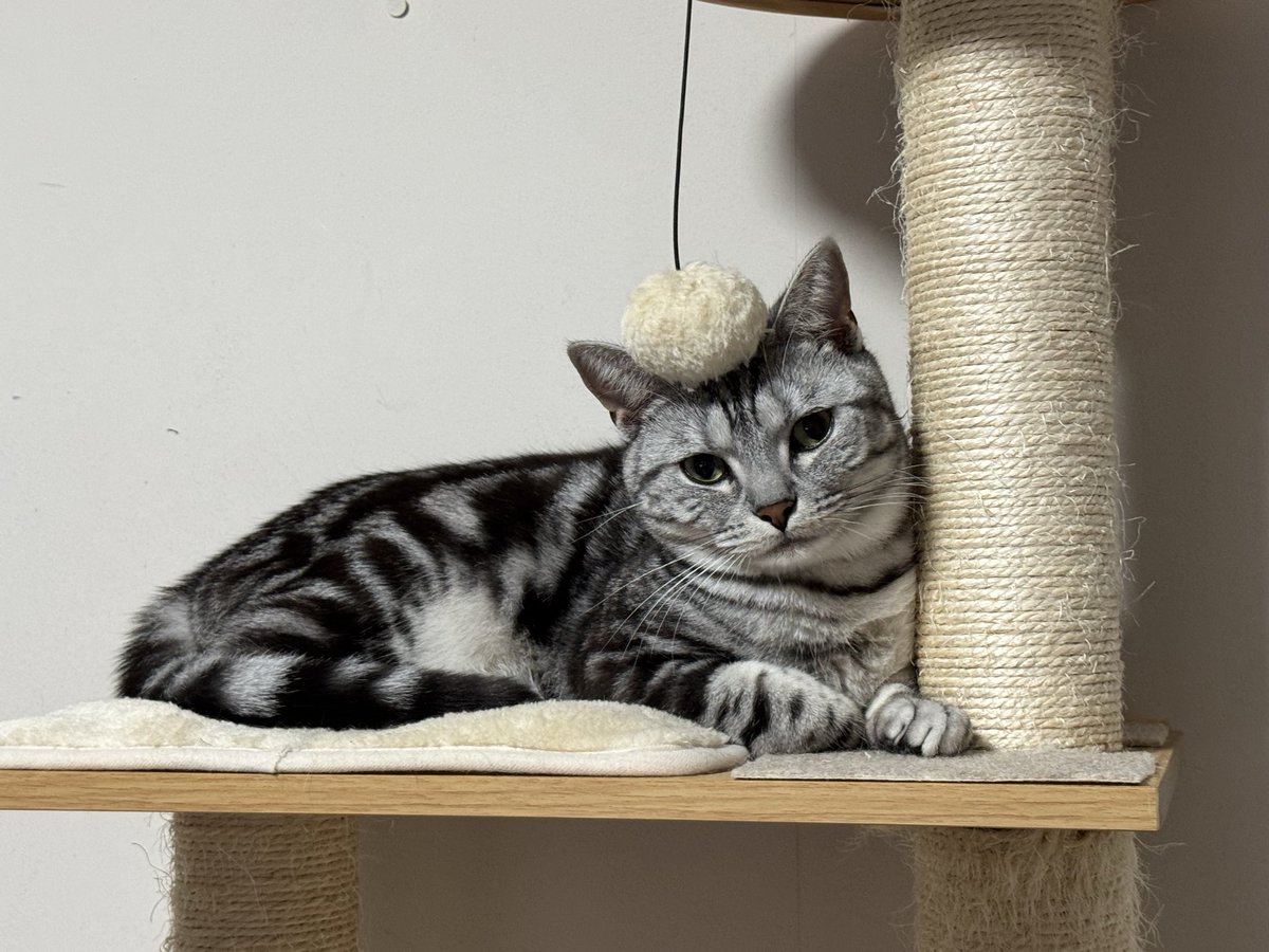 futari5124's tweet photo. @neko_magazine ねこの名前：ハル
飼い主の名前：ビガ

#秋のねこまつり2026 https://t.co/hxBEW0LkEp