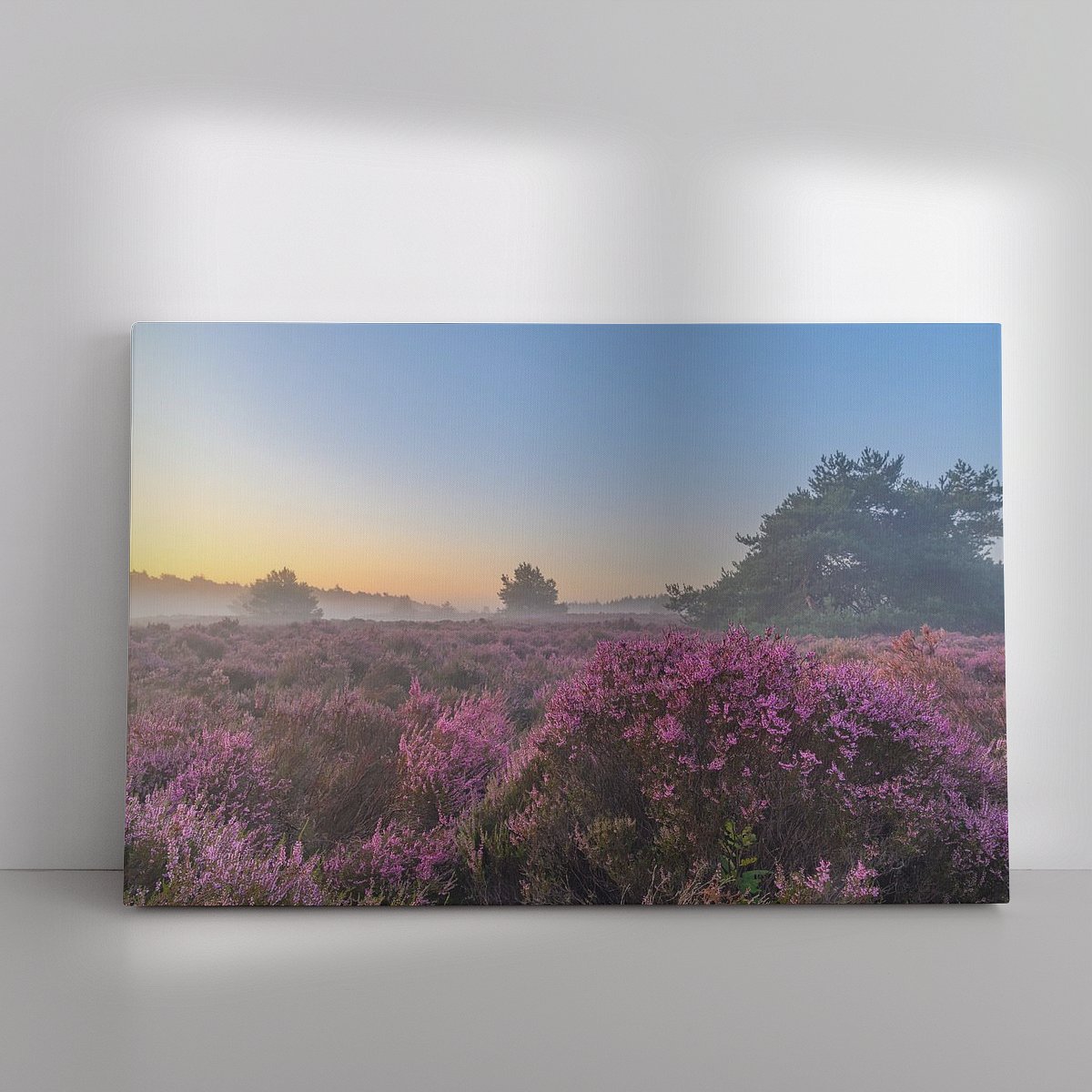 sjo_nl's tweet photo. Zonsopgang boven een heidelandschap tijdens een prachtige zomerochtend voor aan de muur: https://t.co/0j7tNnKgzz via @werkaandemuur #heide #heidebloei https://t.co/cQRwuW3oL1