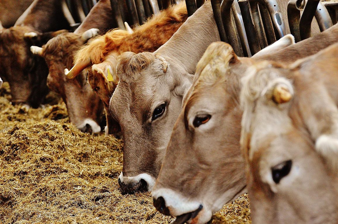 globalmagazin's tweet photo. Dem #Ökolandbau wird ein besseres #Tierwohl zugeschrieben. Ob das tatsächlich so ist, haben Forschende des #Thünen_Instituts für Ökologischen Landbau jetzt geprüft. Ergebnisse hier: https://t.co/QMtYhMAGrF F: Pixabay CC https://t.co/Ucig8zasIz