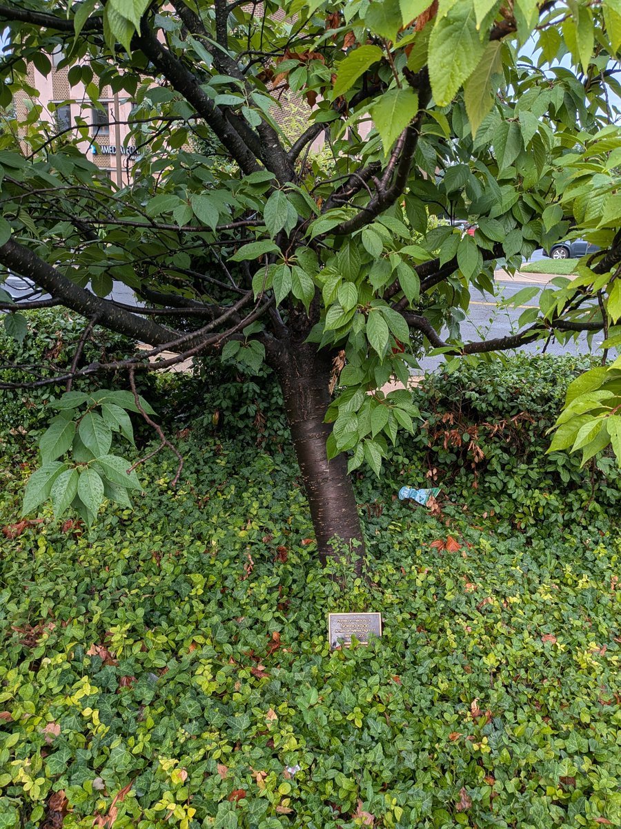 PHCCFoundation's tweet photo. 25 Years Ago at 9:37 am on Sept. 11, 2001 - Today we remember the many lives lost that day, including PHCC employee Norma Khan, who was on American Airlines Flight 77. A tree was planted in her memory at the PHCC office, where it is still growing today. 
#NeverForget https://t.co/0ZJYFPag1R