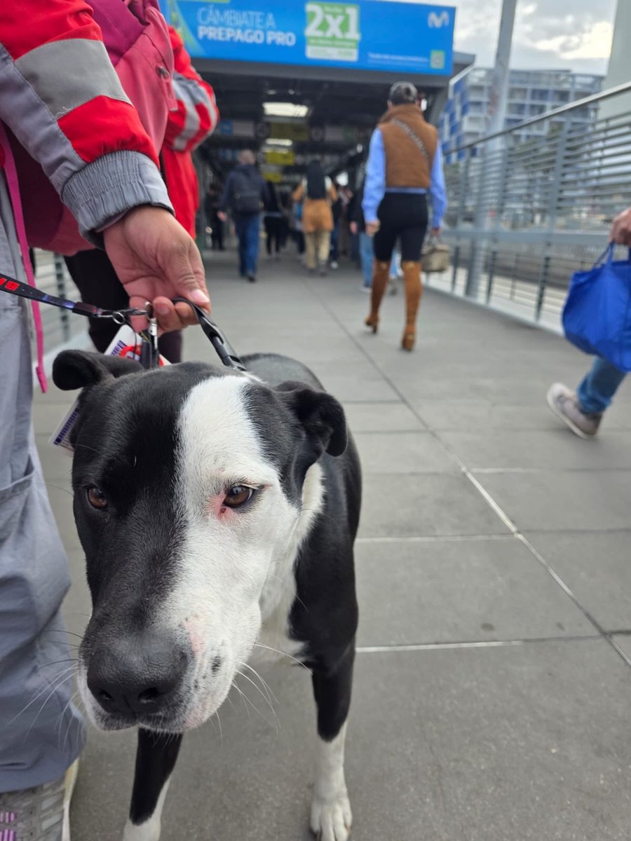 TransMilenio's tweet photo. Este amiguito fue encontrado en el Portal Sur. Está a salvo, pero necesitamos ayuda para encontrar a su familia. 🏠❤️

Si es tuyo o sabes de quién puede ser, por favor contáctanos o acércate al Portal para más información.

¡Ayúdanos a compartir esta publicación para que llegue a casa lo más pronto posible! 🙏
