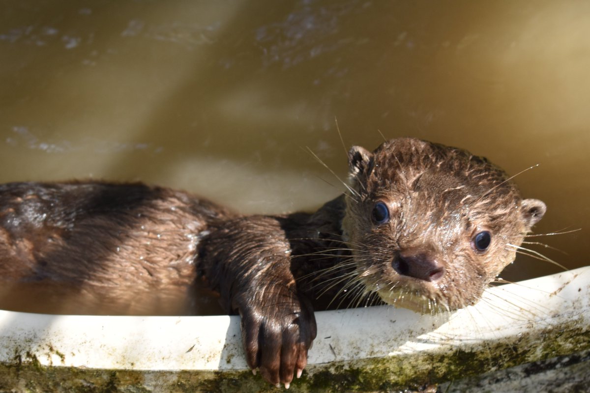 CAMHUILA's tweet photo. En el #Huila se tienen datos de la nutria de rio confirmados por el monitoreo comunitario en los municipios de Paicol, Palestina, Pitalito y Villavieja. Sin embargo, se han evidenciado individuos en Baraya, Tello, Garzón, Altamira, Algeciras, San Agustín e Isnos. https://t.co/woUuBC2TuO
