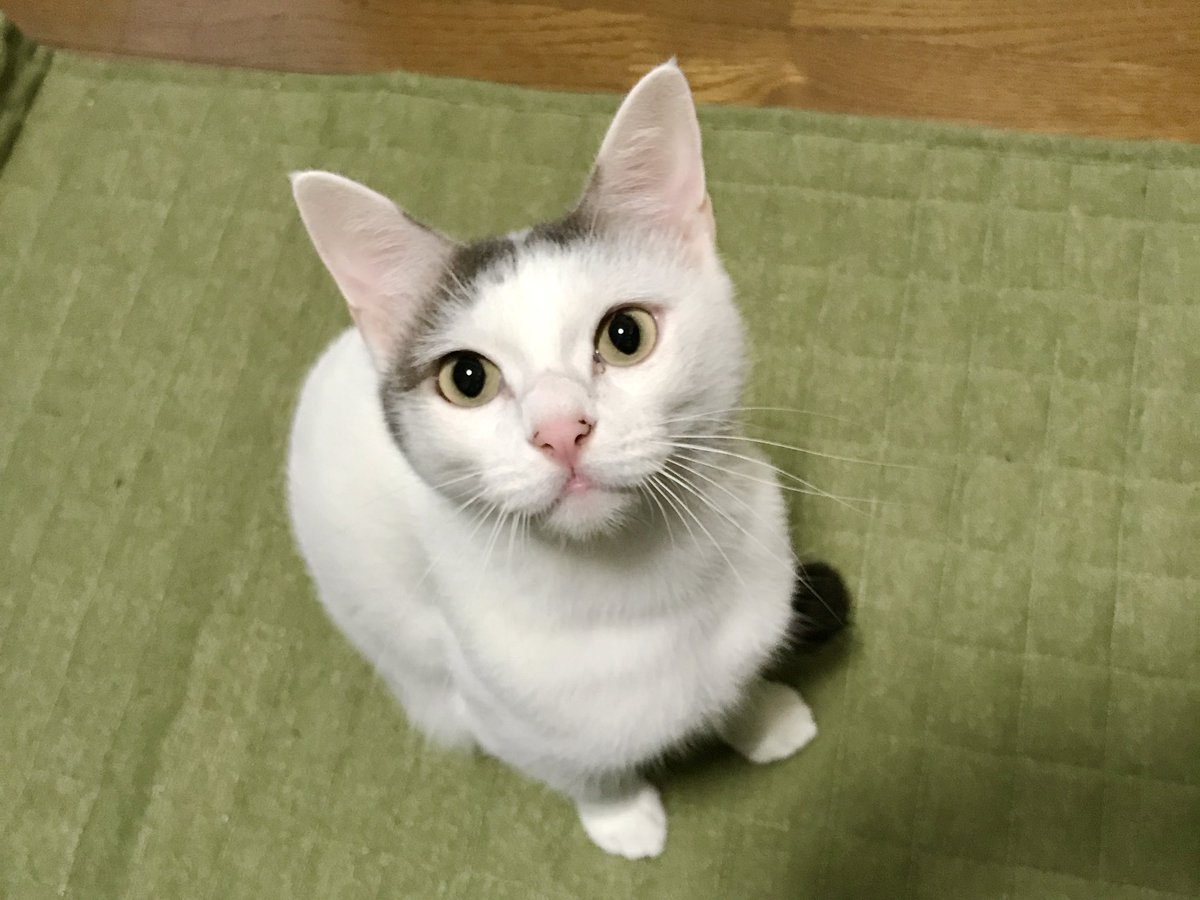 akyoron's tweet photo. みるさんが今日21時15分 ひと足お先に虹の橋を渡っていきました
愛してます 少し待ってて
後から行くよ https://t.co/lCmVri79Rp