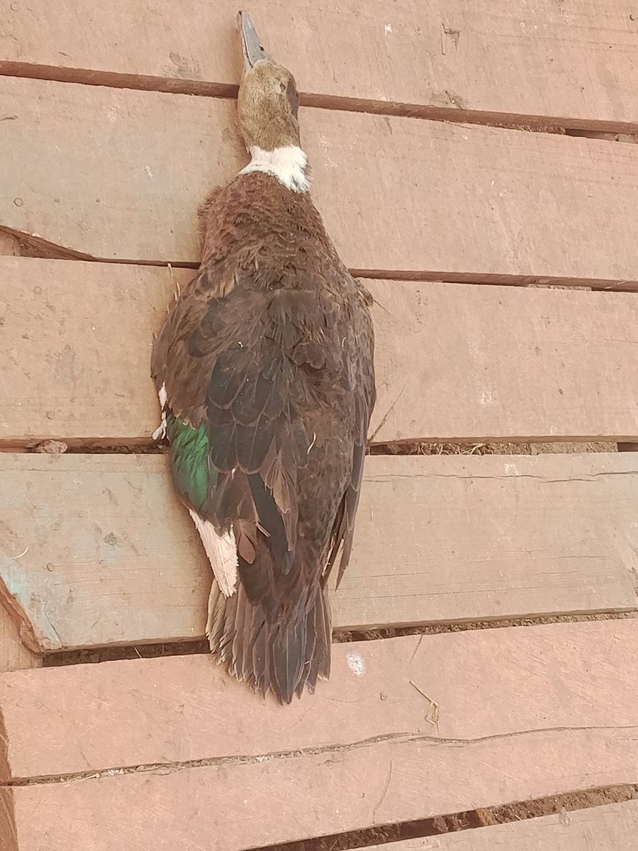 dec25i's tweet photo. We found one of our ducks dead this morning. Farming has both good and difficult days. We keep learning, caring and moving forward. 🙏🌱
#NjuifarmKenya #DuckFarming #FarmLife #Shorts https://t.co/RpIpY52rfE