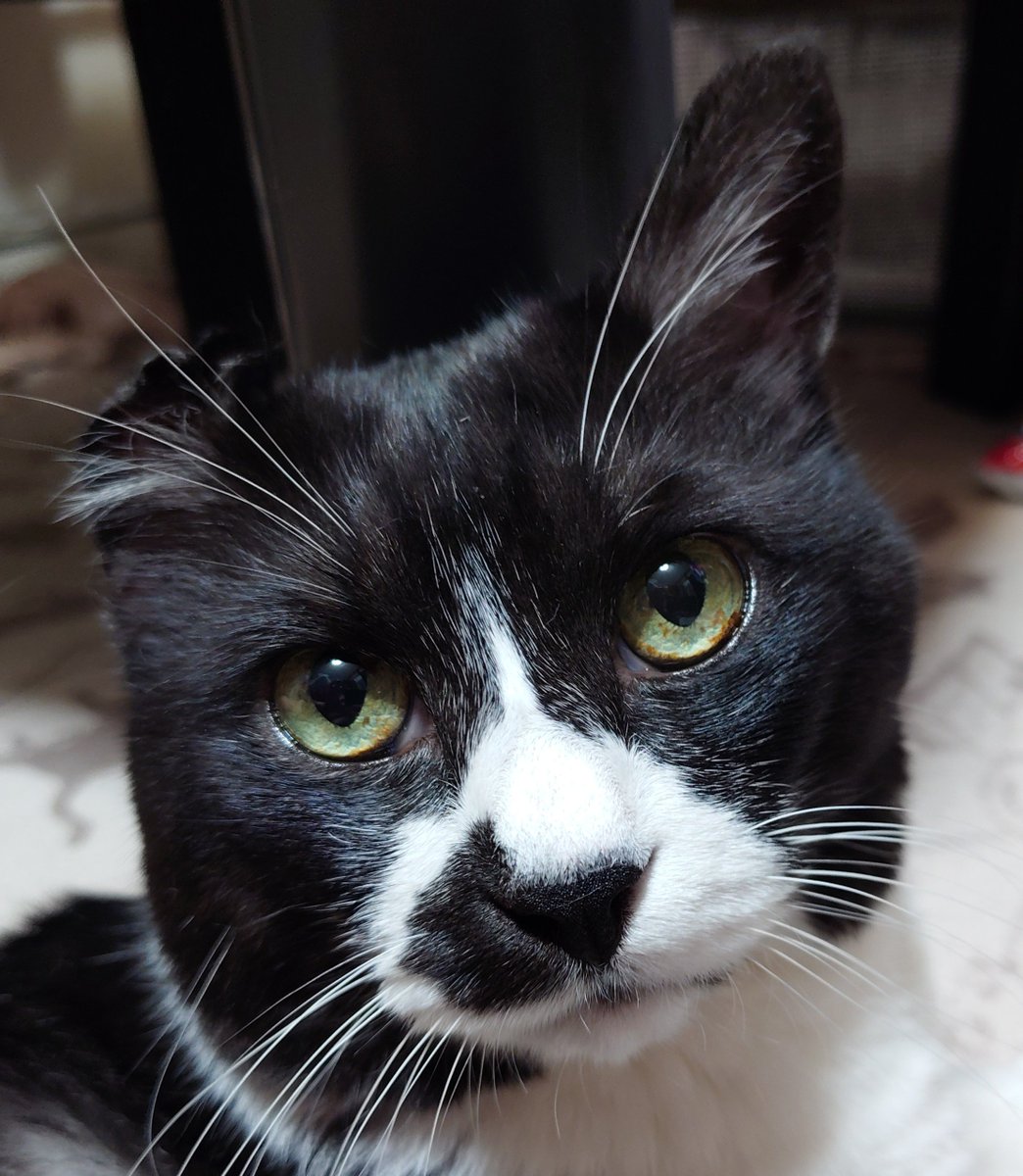 27Weasel's tweet photo. @neko_magazine 猫の名前、ゴマ
猫の飼い主、ゆかり https://t.co/4x7Vu8l6w9