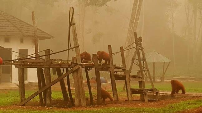 indepenSumatera's tweet photo. Mereka adalah korban pertama dari kebakaran hutan di kalimantan https://t.co/kNyPoZKlHv