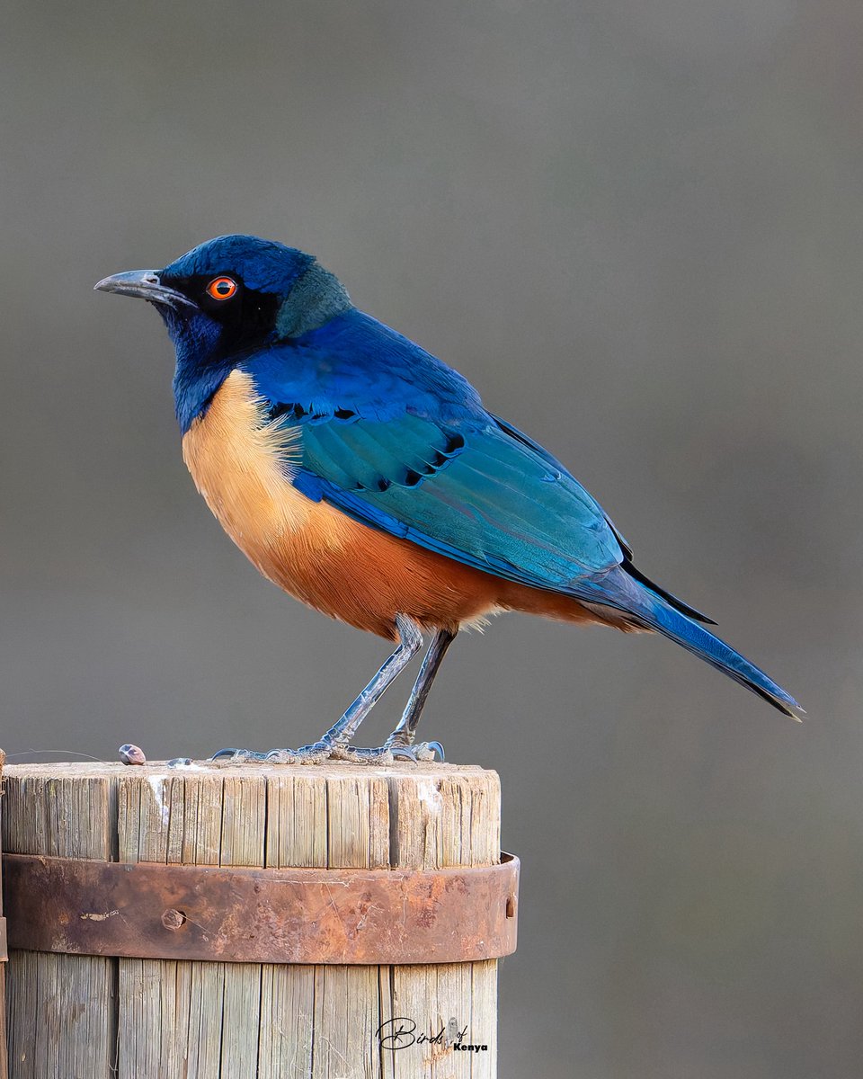 Waimaimba's tweet photo. Hildebrandt’s Starling 📸🇰🇪 https://t.co/tDU3yZNgE1