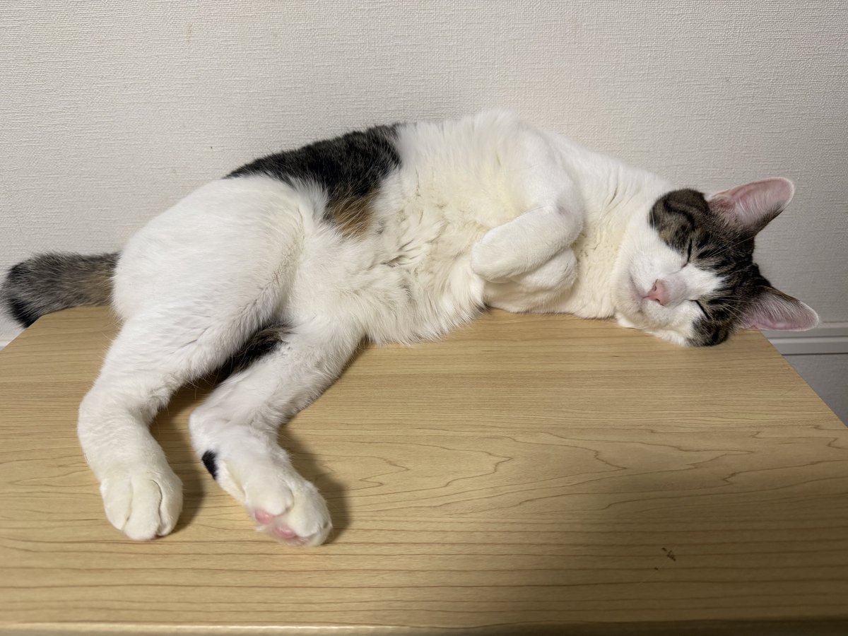 nl1128Buu's tweet photo. 久しぶりのおもち🐱 https://t.co/hluqUBLqhq