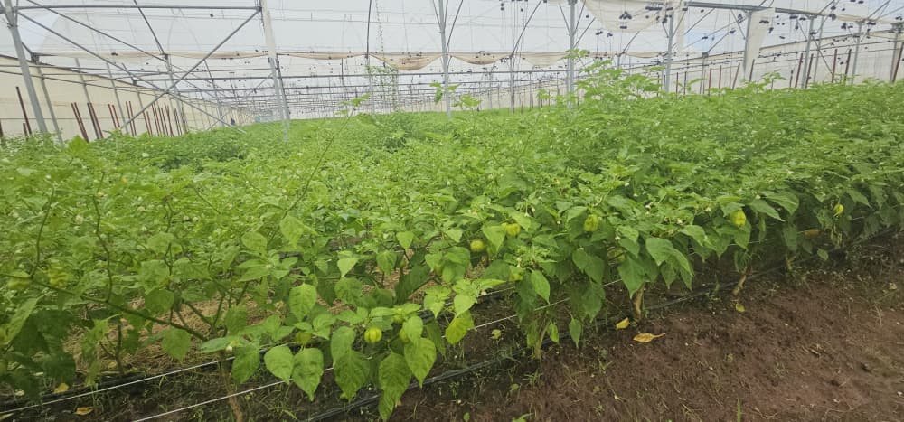 ProdacSenegal's tweet photo. Au DAC de Séfa, la production de piment affiche des résultats satisfaisants, portée par Manko Invest en partenariat avec le PRODAC, au service d’une agriculture productive et durable.
#Prodac #MankoInvest #Agriculture #Entrepereneuriat #Emploi #Souverainetéalimentaire https://t.co/Sk0Cslo4l1