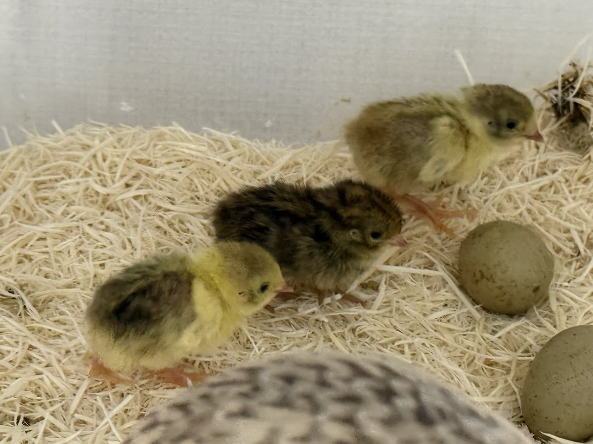 fukumarohimeuzu's tweet photo. 名前が決まりました
左から
あずき
ようかん
やつはし
です🐣🐤 https://t.co/7qfvh1OkgI