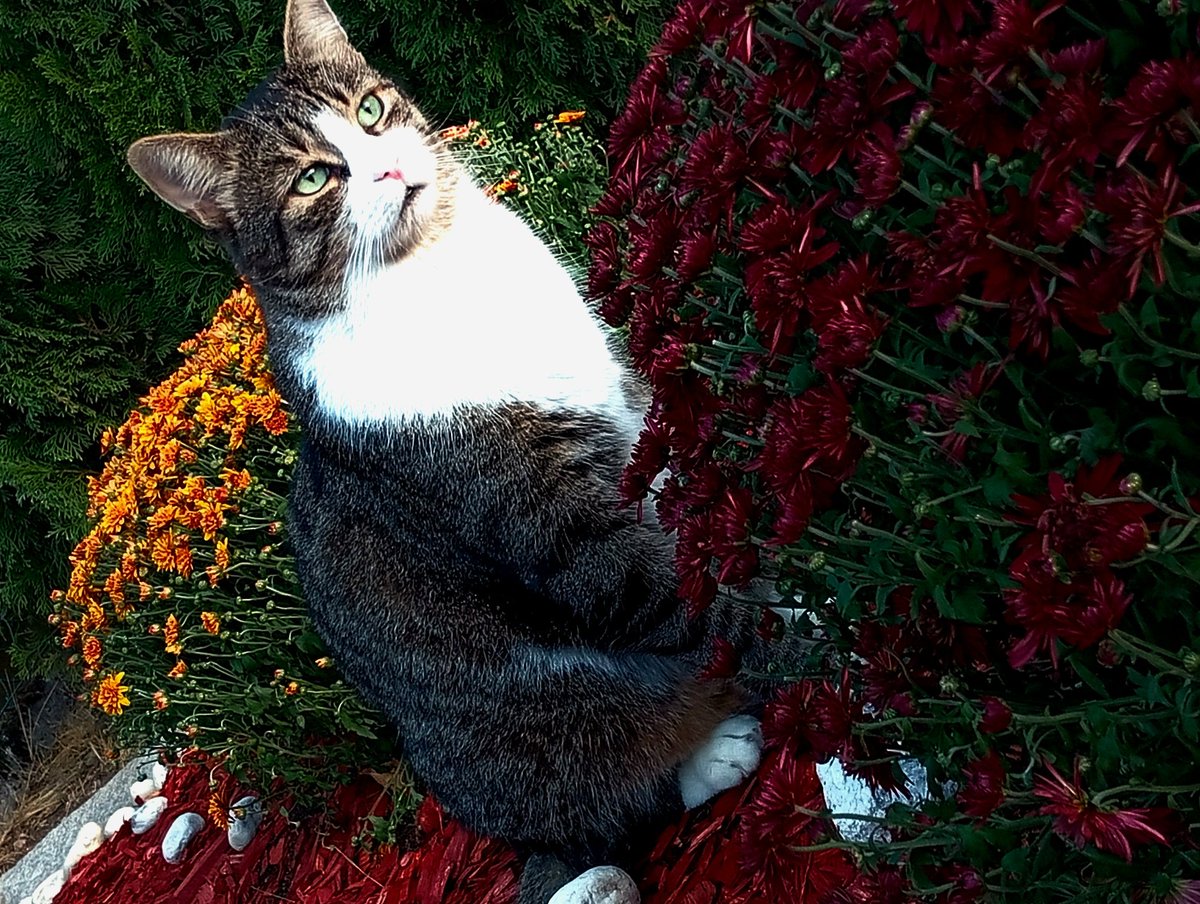 Simbacat26's tweet photo. WELCOME TO THE $SIMBA COMMUNITY🐾

Every great journey starts with a single step and Simba’s journey started with one simple photo. 📸🐱

Now, that moment is becoming something bigger: a community built around adventure, curiosity, authenticity, and shared experiences.

Here, we’re not chasing forced hype or unrealistic promises. We’re focused on growing organically, staying transparent, and building a community people genuinely want to be part of.

🌍 Follow Simba’s adventures
🐾 Be part of the journey
🤝 Meet and grow with the community
❤️ Help shape where Simba goes next

One picture started it all. Now, the journey belongs to all of us.🐾

Welcome to 🐾Simba.🐾 Welcome to the adventure.🐾

#simba #story #cat