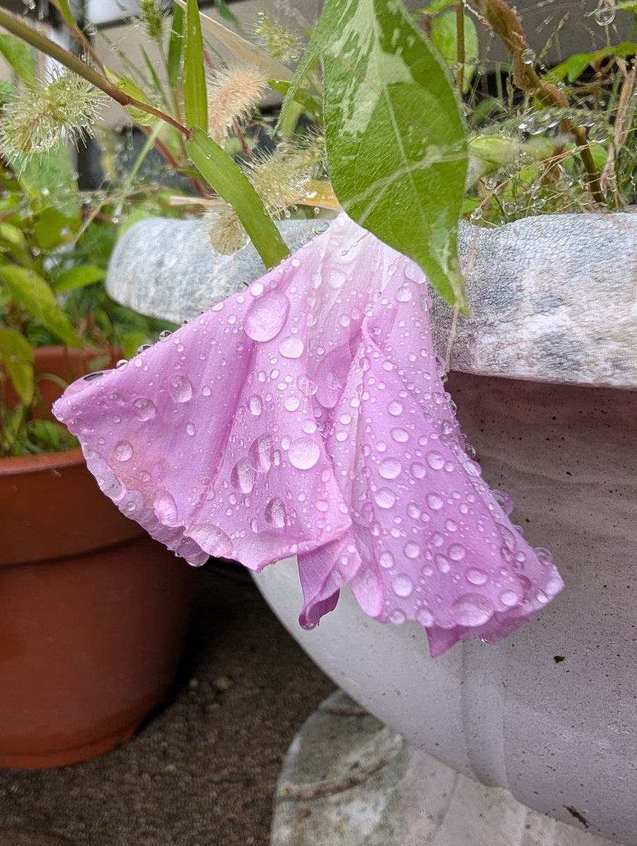4no4_4no4's tweet photo. おはがお〜第396号開花💧💧💧
ドロップスに入ってたハッカ嫌いで、全部👵に食べさせてた悪い子でした🙇‍♀️このホワホワはスペアミントかなぁ?
大関が毎朝高い声を上げてケンカしています😾♂猫と取っ組み合いになり💢ウィスカーパッドωに引っ掻かれ傷が😿🩸
夕方は赤トンボを目で追ってました https://t.co/oyvrVFsu9e