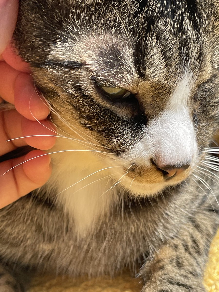 acatw1eye's tweet photo. ( 하쒸 귀찮게하네… )
                      O
                        o https://t.co/InBzZzttcv