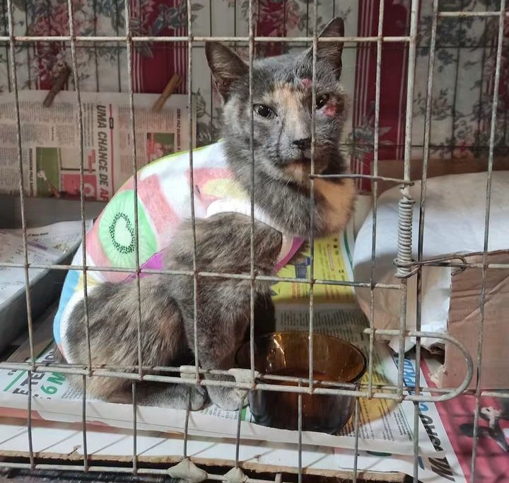 catkryss's tweet photo. Amores, gatinha krystina foi abandonada e diagnosticada com esporotricose, uma doença bastante agressiva e também com prolapso retal. Esporotricose é um fungo que causa lesões na pele que exige tratamento urgente que pode durar mais de 7 meses, venho aqui pra pedir apoio pra ela. https://t.co/YdnmzKbpRq