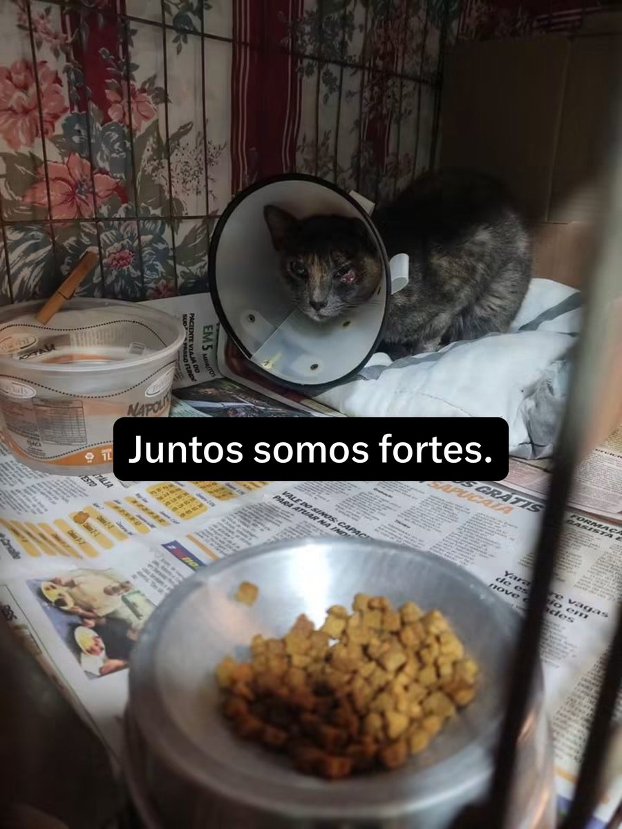 catkryss's tweet photo. Amores, gatinha krystina foi abandonada e diagnosticada com esporotricose, uma doença bastante agressiva e também com prolapso retal. Esporotricose é um fungo que causa lesões na pele que exige tratamento urgente que pode durar mais de 7 meses, venho aqui pra pedir apoio pra ela. https://t.co/YdnmzKbpRq