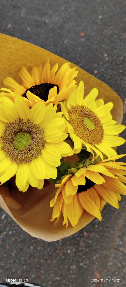 r07_701_'s tweet photo. ウチの大好きな花⋆⸜🌻⸝‍⋆ https://t.co/ukHGrKvapL