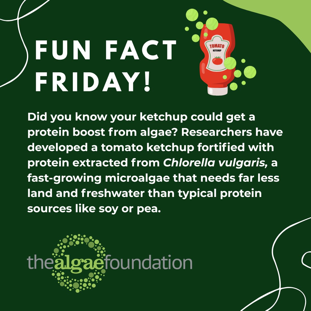 AlgaeFoundation's tweet photo. Fun Fact Friday! 🌿 Did you know your ketchup could get a protein boost from algae? Researchers have developed a ketchup made with protein extracted from 𝘊𝘩𝘭𝘰𝘳𝘦𝘭𝘭𝘢 𝘷𝘶𝘭𝘨𝘢𝘳𝘪𝘴 which needs less land and freshwater than typical protein sources. https://t.co/zmu2rNkgrR https://t.co/eYTzBfomoy