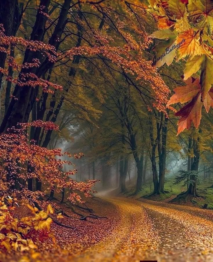____flowers__'s tweet photo. 🍂🍁🍂Happy Friday 🍂🍁🍂 https://t.co/9iCxsSqGbF
