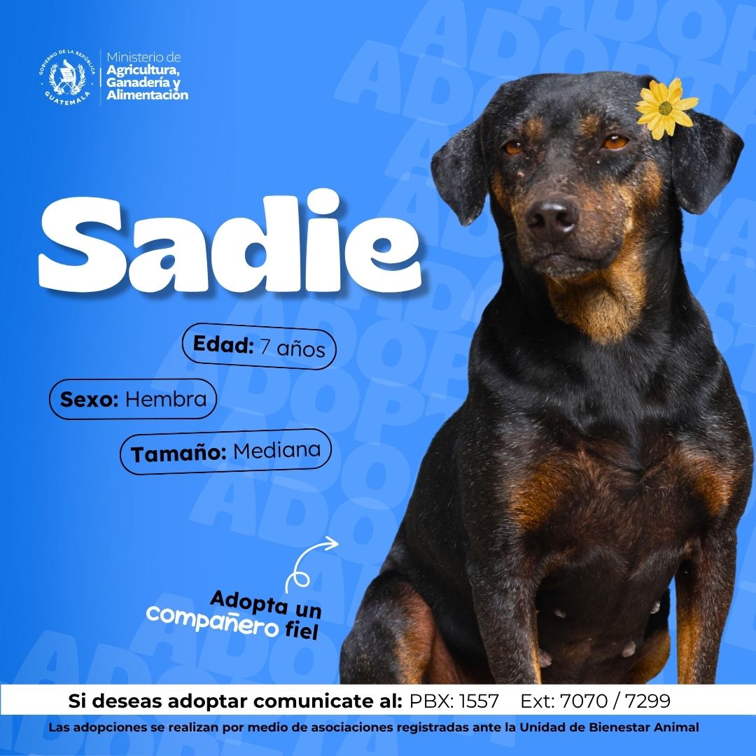 MagaGuatemala's tweet photo. Hay un amigo esperándote. 🐶🏠

Ellos están listos para llenar un hogar de compañía, alegría y cariño. Si decides adoptar, recuerda que es un compromiso para toda la vida.

¡Dale la oportunidad de ser parte de tu familia! https://t.co/UnL2CpRSEk