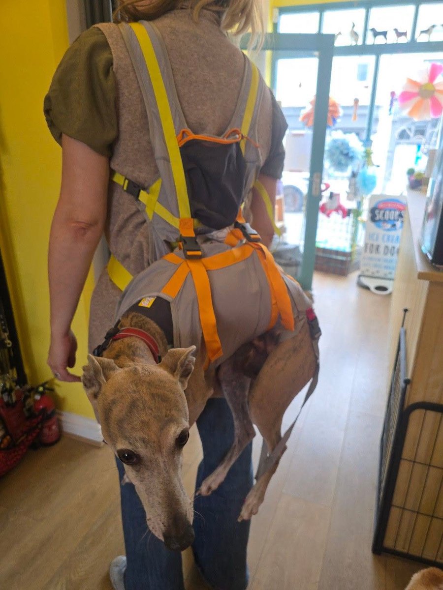 bemorebob2's tweet photo. Our dog evacuation kit. A demo with Iris and Helios. 

Our pals are hikers and they tackle hills and mountains. This evac kit will go with them on their adventures. It’s super lightweight and packs down in a small bag. 

It allows you to carry your dog in case of emergency or accident. 

Iris is 25kg and Helios is 15kg and I could carry them both easily. The kit puts the weight of the dog on your hips, not on your shoulders or back. 

The dogs really were comfortable and happy to just chill out whilst we tried the kit.